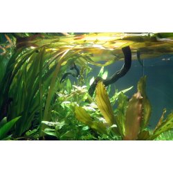 Vallisneria americana 'Gigantea', Bundt