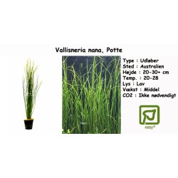 Vallisneria nana, Potte