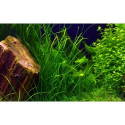 Vallisneria nana, Potte