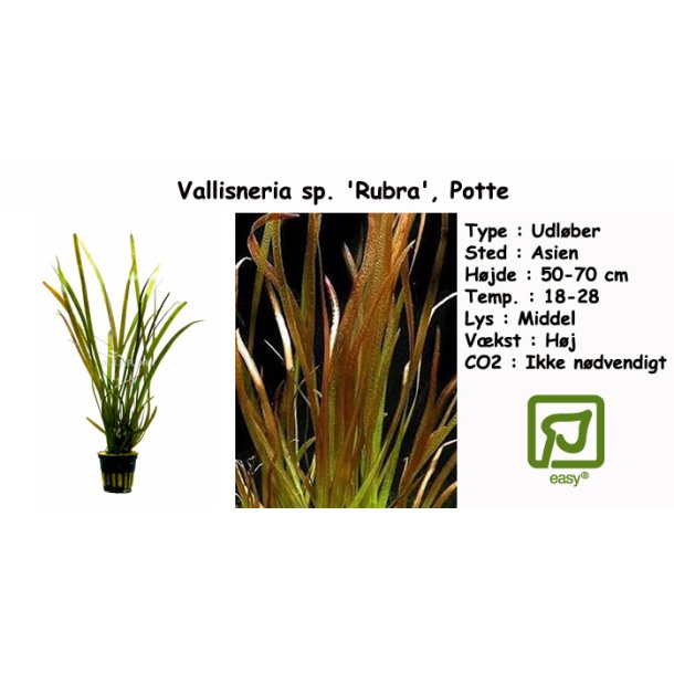 Vallisneria sp. 'Rubra', Potte