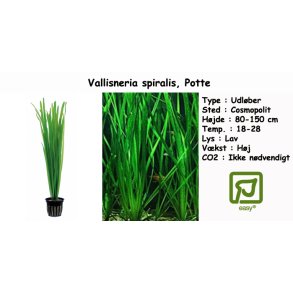 Vallisneria spiralis, Potte