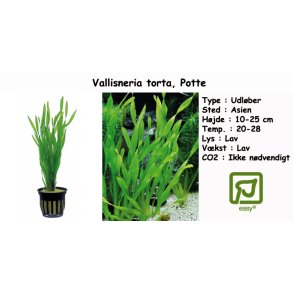 Vallisneria torta, Potte