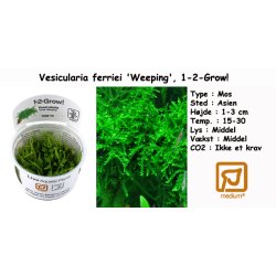 Vesicularia ferriei 'Weeping' - Mos, 1-2-Grow! 