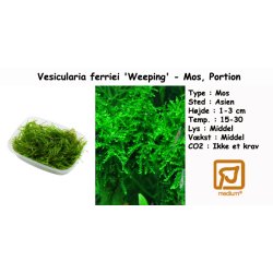 Vesicularia ferriei 'Weeping' - Mos, Portion