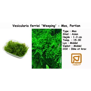 Vesicularia ferriei 'Weeping' - Mos, Portion