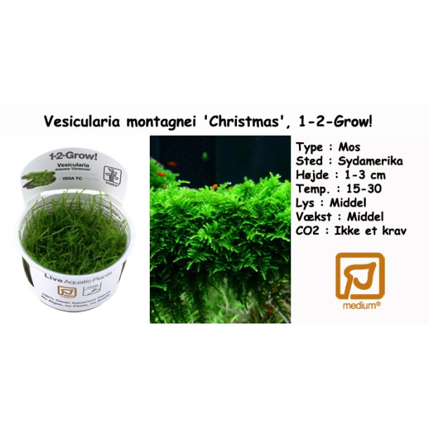 Vesicularia montagnei 'Christmas' - Mos, 1-2-Grow! 