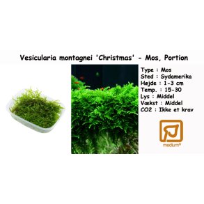 Vesicularia montagnei 'Christmas' - Mos, Portion