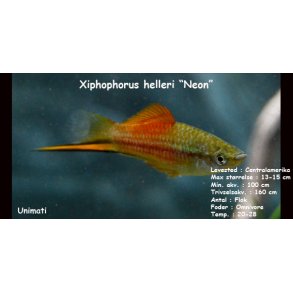 Xiphophorus helleri - Neon sv�rddrager