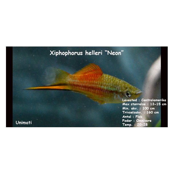 Xiphophorus helleri - Neon sv�rddrager
