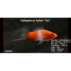 Xiphophorus helleri - Koi Svrddrager. DK Opdrt