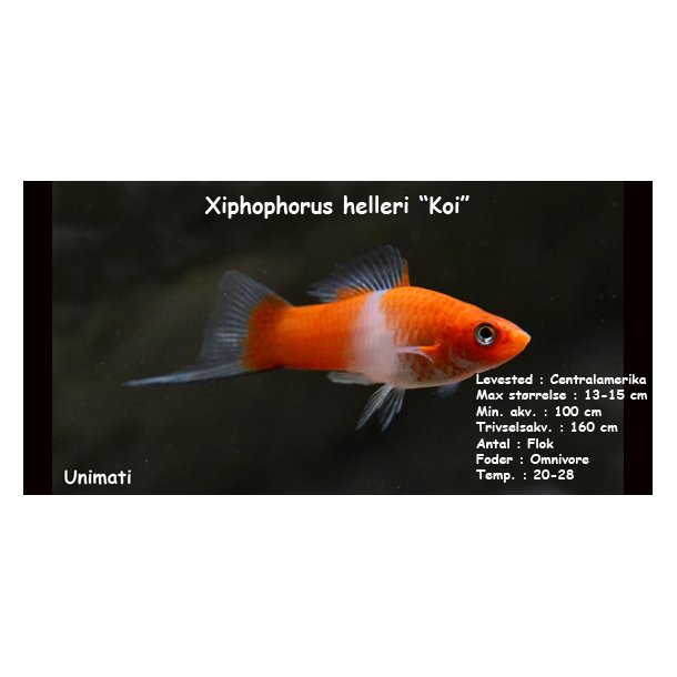 Xiphophorus helleri - Koi Svrddrager. DK Opdrt