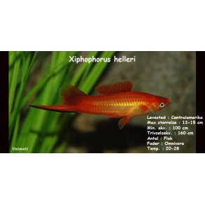 Xiphophorus helleri - Rd svrddrager. DK Opdrt