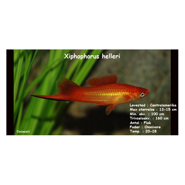 Xiphophorus helleri - Rd svrddrager. DK Opdrt