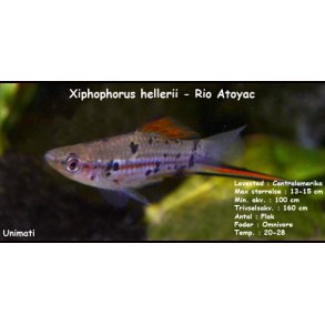 Xiphophorus hellerii - Rio Atoyac