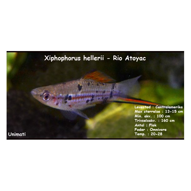 Xiphophorus hellerii - Rio Atoyac