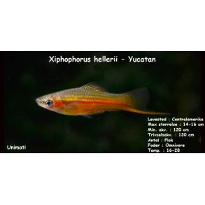 Xiphophorus hellerii - Yucatan