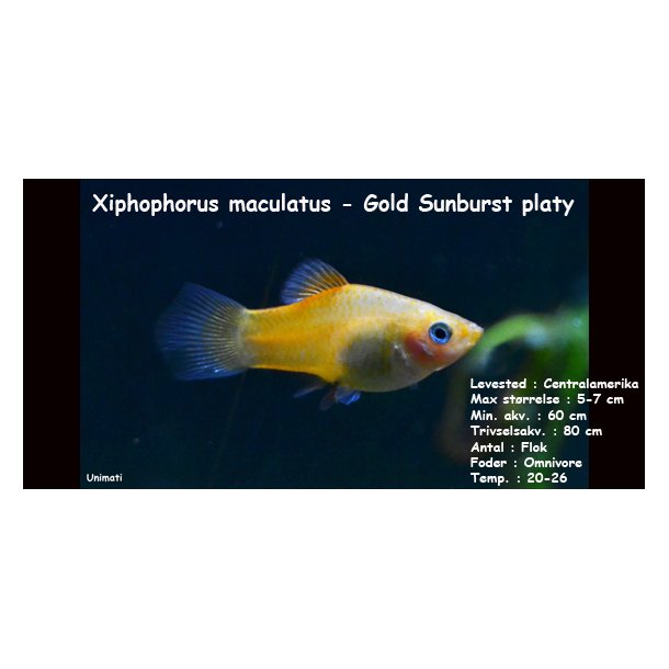 Xiphophorus maculatus - Gold Sunburst platy. DK Opdrt