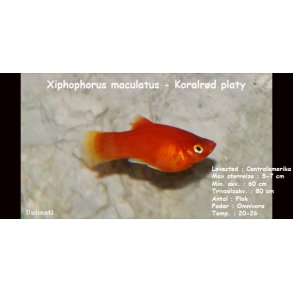 Xiphophorus maculatus - Koralrd platy