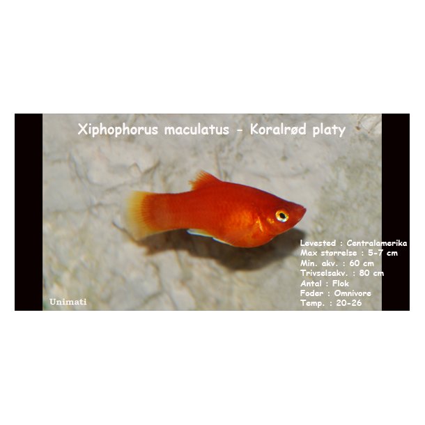 Xiphophorus maculatus - Koralrd platy