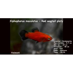 Xiphophorus maculatus - R�d wagtail platy