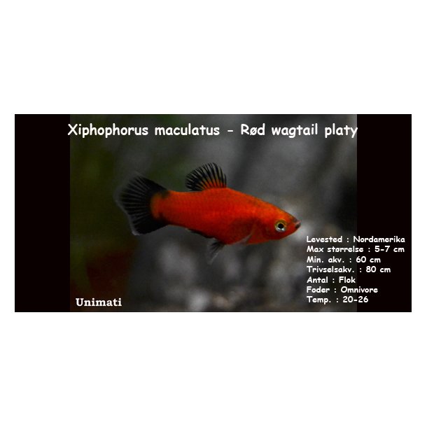 Xiphophorus maculatus - R�d wagtail platy