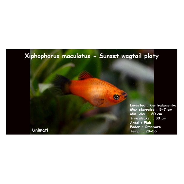 Xiphophorus maculatus - Sunset wagtail platy