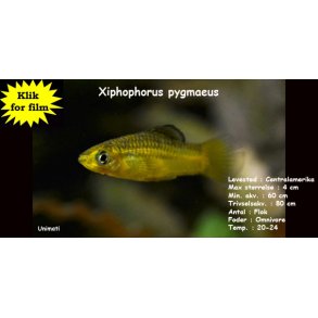 Xiphophorus pygmaeus