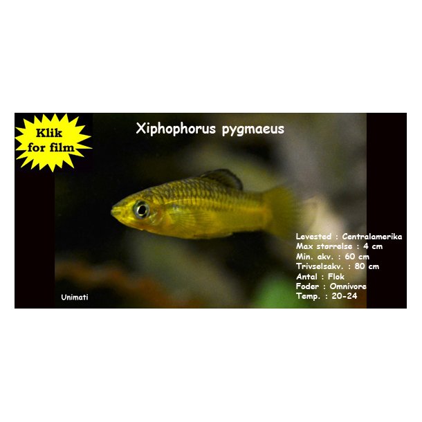 Xiphophorus pygmaeus