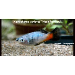 Xiphophorus variatus 