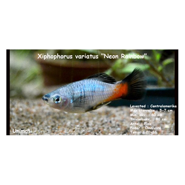 Xiphophorus variatus "Neon Rainbow"