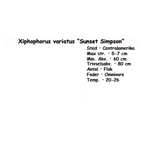 Xiphophorus variatus - Sunset Simpson Platy