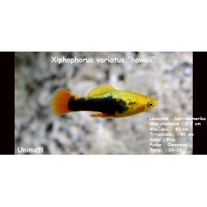 Xiphophorus variatus 