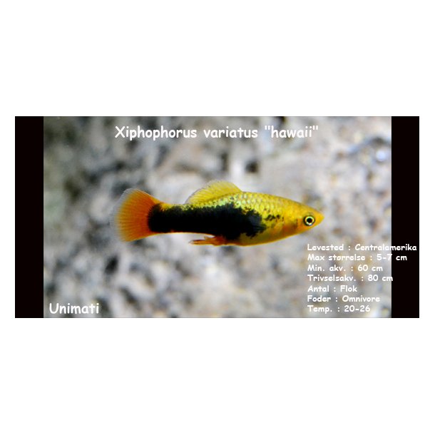 Xiphophorus variatus "hawaii"