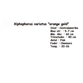 Xiphophorus variatus 