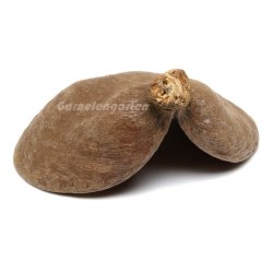 Badam - Sterculia foetida blg, 1 stk