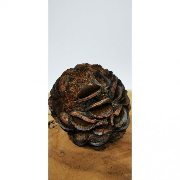 Banksia leptohylia kogle