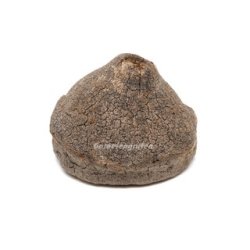 Chapeuzinho - Lg fra Paradisnd