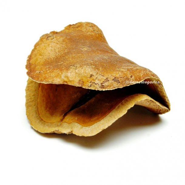 Frogmouth blg, 1 stk