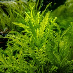 Hygrophila odora, 1-2-Grow!