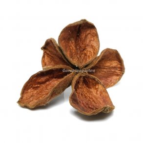 Lotus blg - Sterculia urens