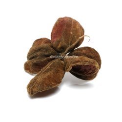 Lotus blg - Sterculia urens