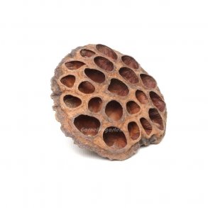 Lotus blg - Nelumbo nucifera, 1 stk