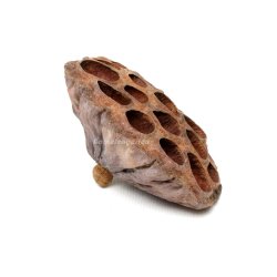 Lotus blg - Nelumbo nucifera, 1 stk