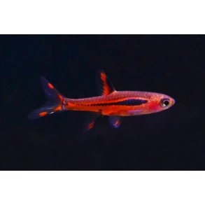 Barber, Rasbora og Danio