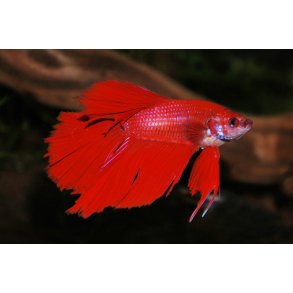 Betta