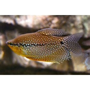 Labyrintfisk