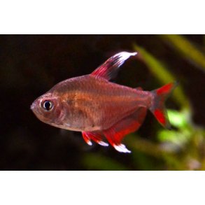 Tetra